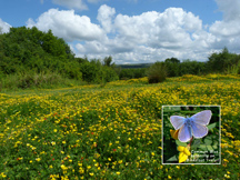 June picture