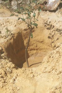 A sapling which has just been planted A sapling which has just been planted
